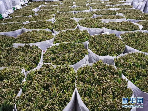 小小粽葉成為武陵山區群眾的 幸福葉